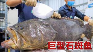 龙趸鱼：巨石斑鱼之皇，揭秘美食珍品价值！
