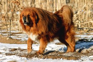 比藏獒还厉害的狗，藏獒之外的凶猛犬种排名