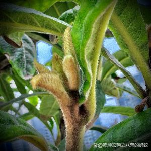 梭梭树读jun还是suo，梭梭树正确读音是jun，了解其生态价值