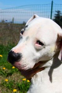 大黄获奖！狗界顶流大黄老师实至名归