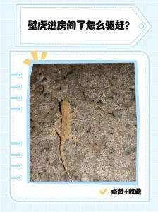 家中有壁虎什么征兆，壁虎进屋是吉兆还是凶兆？