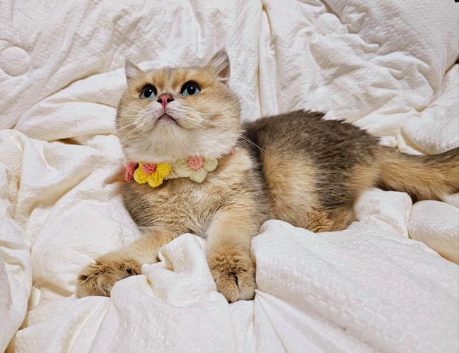 养猫一个月500够吗_养猫月费500元够用吗?基础开销与应急预算解析 养猫一个月500够吗_养猫月费500元够用吗?基础开销与应急预算解析