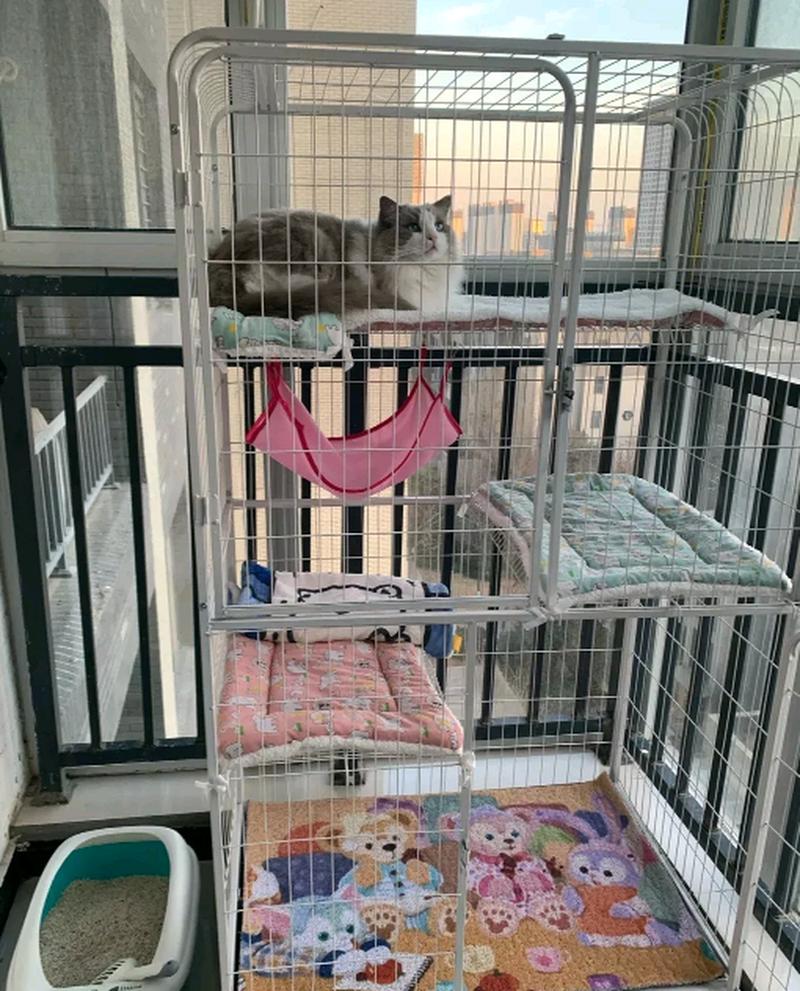 猫能圈笼子里养吗_笼养猫咪利弊多,散养更自由有风险,半笼养是折中好方法 猫能圈笼子里养吗_笼养猫咪利弊多,散养更自由有风险,半笼养是折中好方法