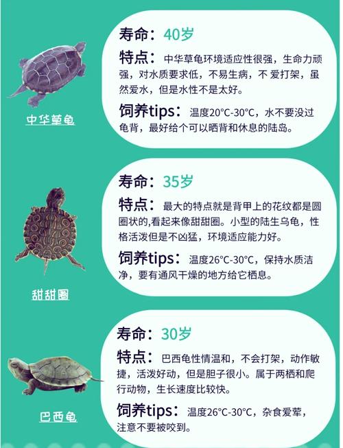 龟属于爬宠吗_蛇蜥蜴等也受欢迎！