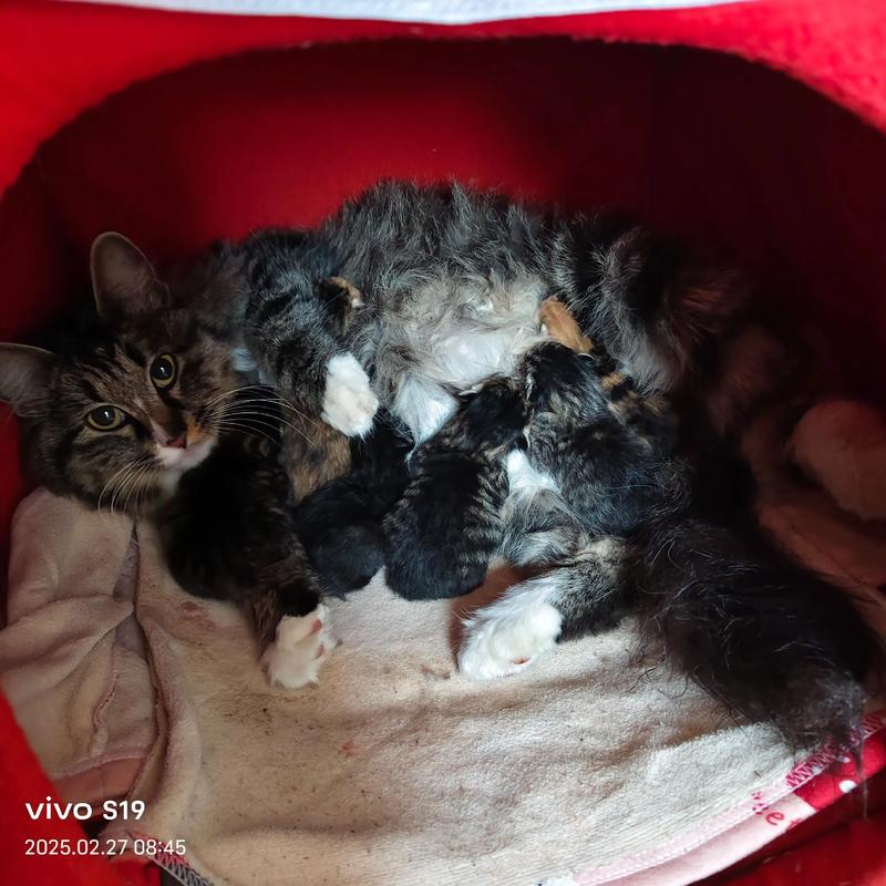 45天小猫算不算幼猫了_45天幼猫喂养护理全攻略，告别母乳巧过渡！