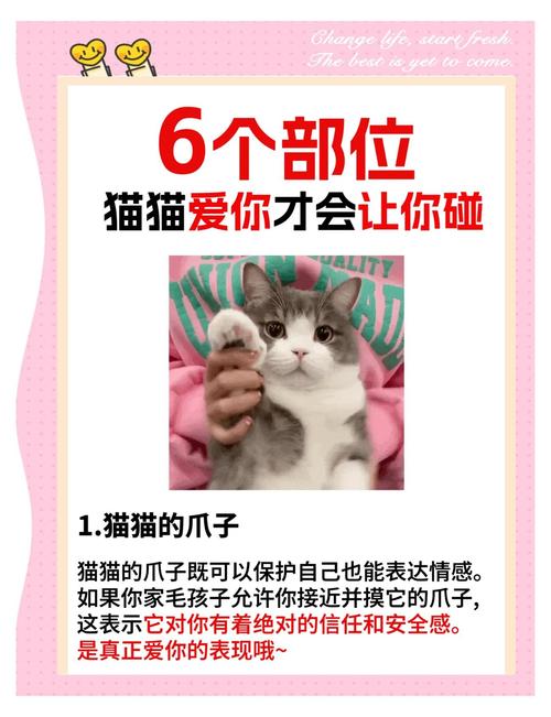 母猫允许主人摸小猫吗_先得母猫信任，分阶段循序渐进！