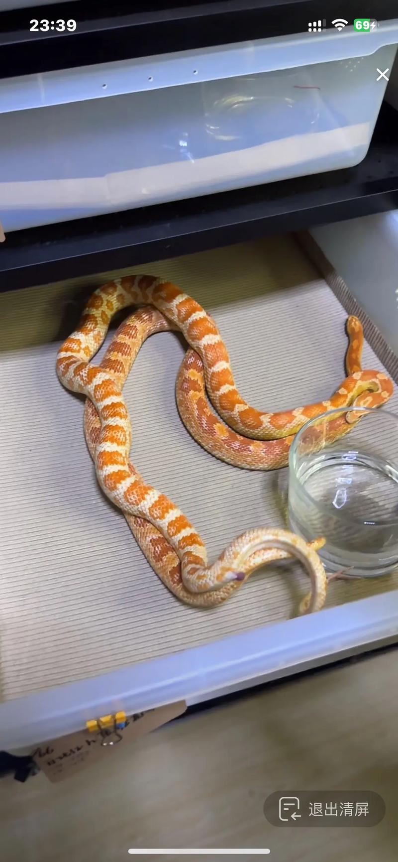 宠物蛇算爬宠吗_新手养宠物蛇,选玉米王蛇易打理 宠物蛇算爬宠吗_新手养宠物蛇,选玉米王蛇易打理