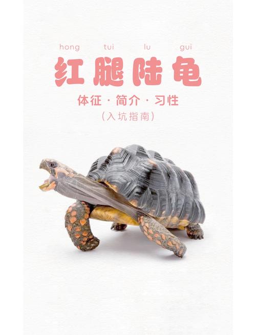 乌龟属于爬行动物吗_长寿爬行动物及其保护