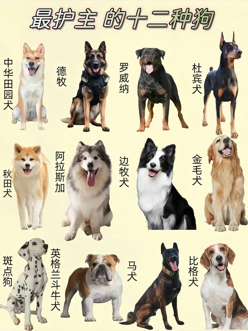 各种狗狗品种图片_泰迪金毛等犬种特点大公开 各种狗狗品种图片_泰迪金毛等犬种特点大公开