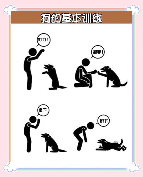 狗狗叼东西的口令训练_信任口令奖励，轻松学会叼玩具！