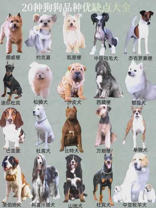 十种最好养的狗狗_性格温顺易训，适合家庭