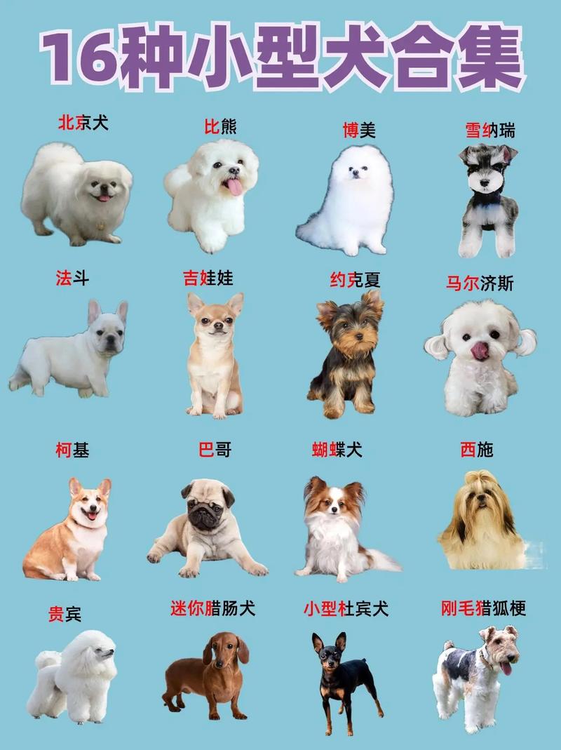 全部狗的品种和图片_性格与寿命揭秘
