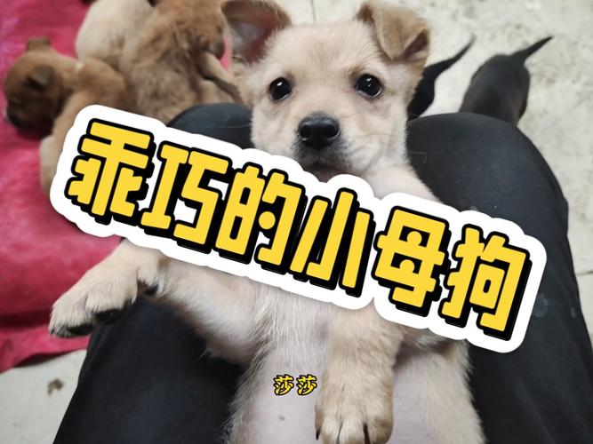 养只小母狗by_赵医生美女仰慕，流浪猫战胜狗，狗狗亲密戏，两男孩友谊变仇敌