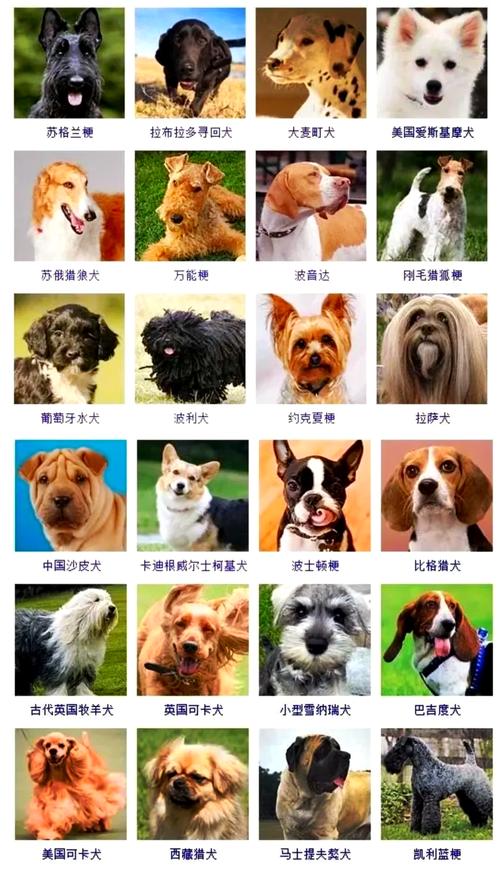 全部狗的品种和图片_性格与寿命揭秘