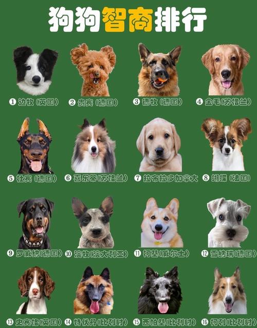 各种狗狗品种图片_泰迪金毛等犬种特点大公开 各种狗狗品种图片_泰迪金毛等犬种特点大公开