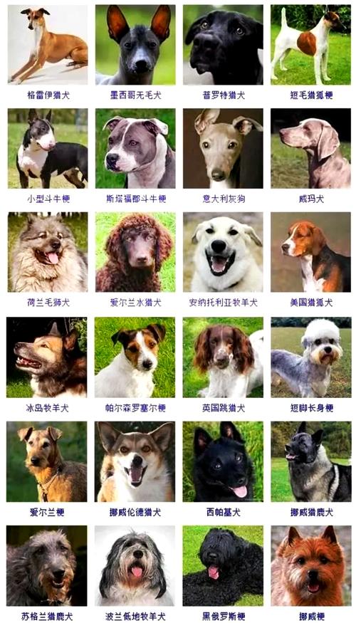 各种狗狗品种图片_泰迪金毛等犬种特点大公开 各种狗狗品种图片_泰迪金毛等犬种特点大公开
