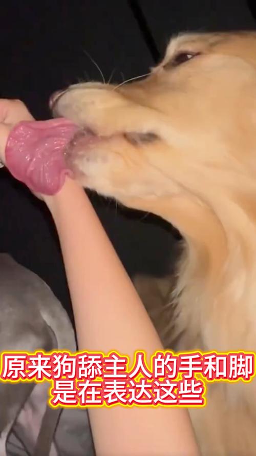 狗狗舔主人手脚意味着什么_狗狗爱舔人手脚?亲密信号或需关注! 狗狗舔主人手脚意味着什么_狗狗爱舔人手脚?亲密信号或需关注!
