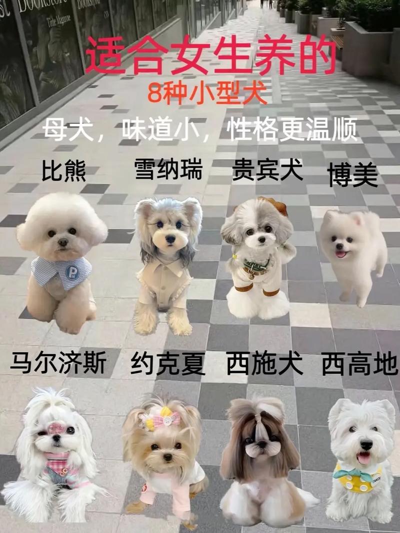 女生新手适合养什么狗_金毛拉布拉多新手女生友好犬种推荐