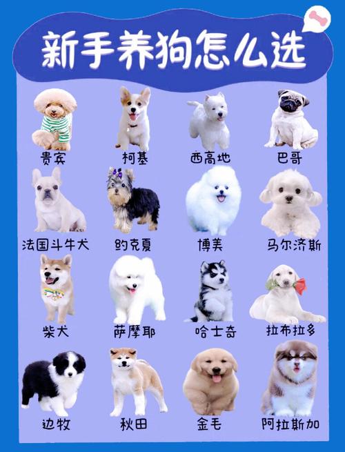 女生新手适合养什么狗_金毛拉布拉多新手女生友好犬种推荐