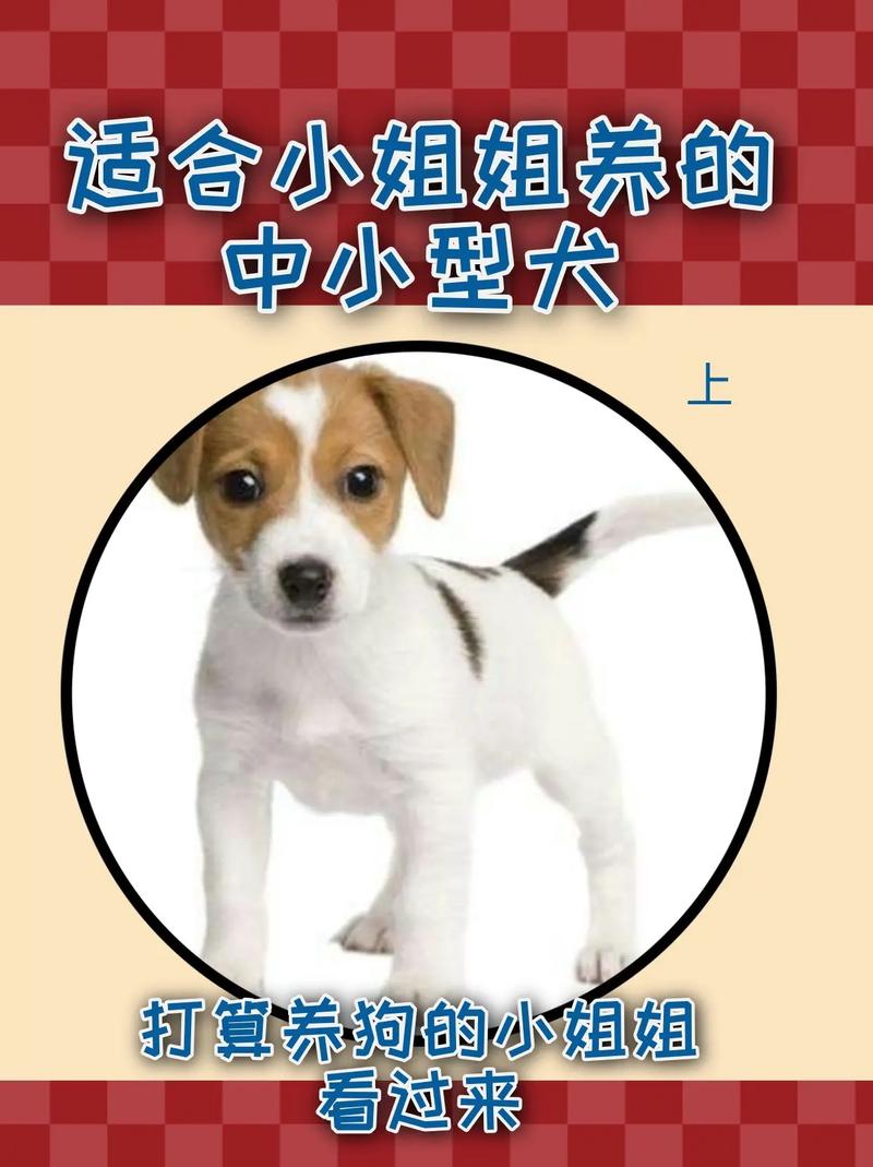 女生新手适合养什么狗_金毛拉布拉多新手女生友好犬种推荐