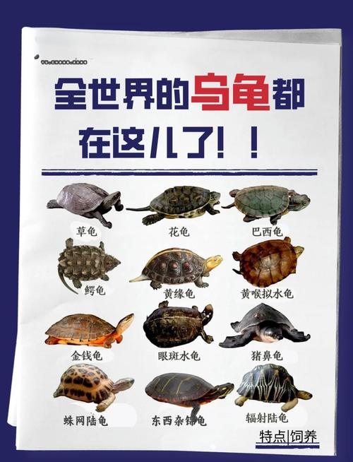 宠物龟排名_各种宠物龟性格各异,选对适合你的小伙伴! 宠物龟排名_各种宠物龟性格各异,选对适合你的小伙伴!