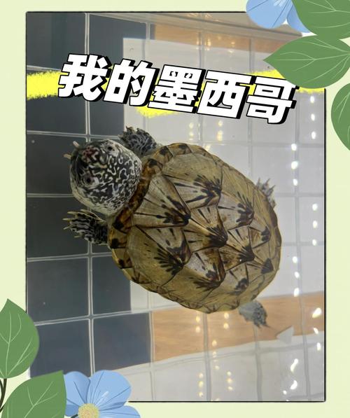 互动性强的宠物龟_窄桥蛋龟黄缘闭壳龟等 互动性强的宠物龟_窄桥蛋龟黄缘闭壳龟等