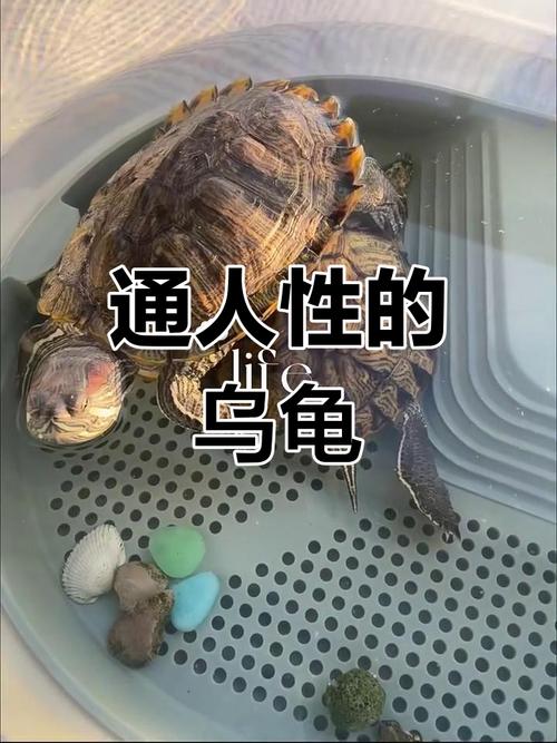 那种龟互动好_养龟互动性强?10种爱亲近的龟种! 那种龟互动好_养龟互动性强?10种爱亲近的龟种!