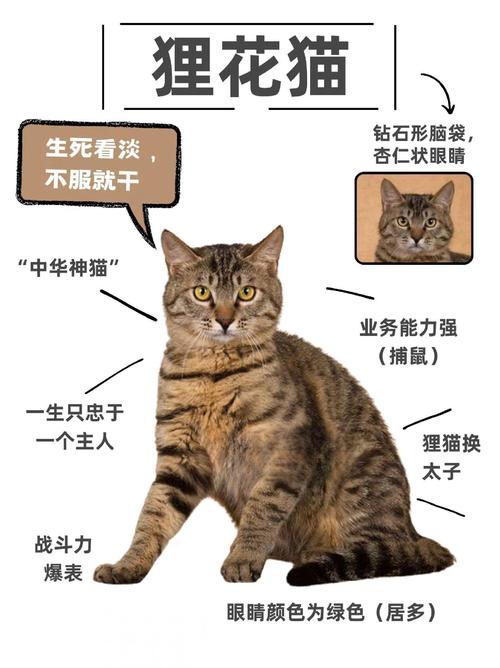 野猫多风水大忌_农村怕野猫进家，怕不吉利怕生病，卫生不好惹麻烦
