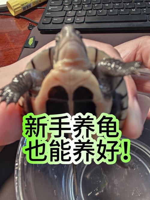 在家养龟好吗_经济实惠小龟，安静低维护，都市理想宠物