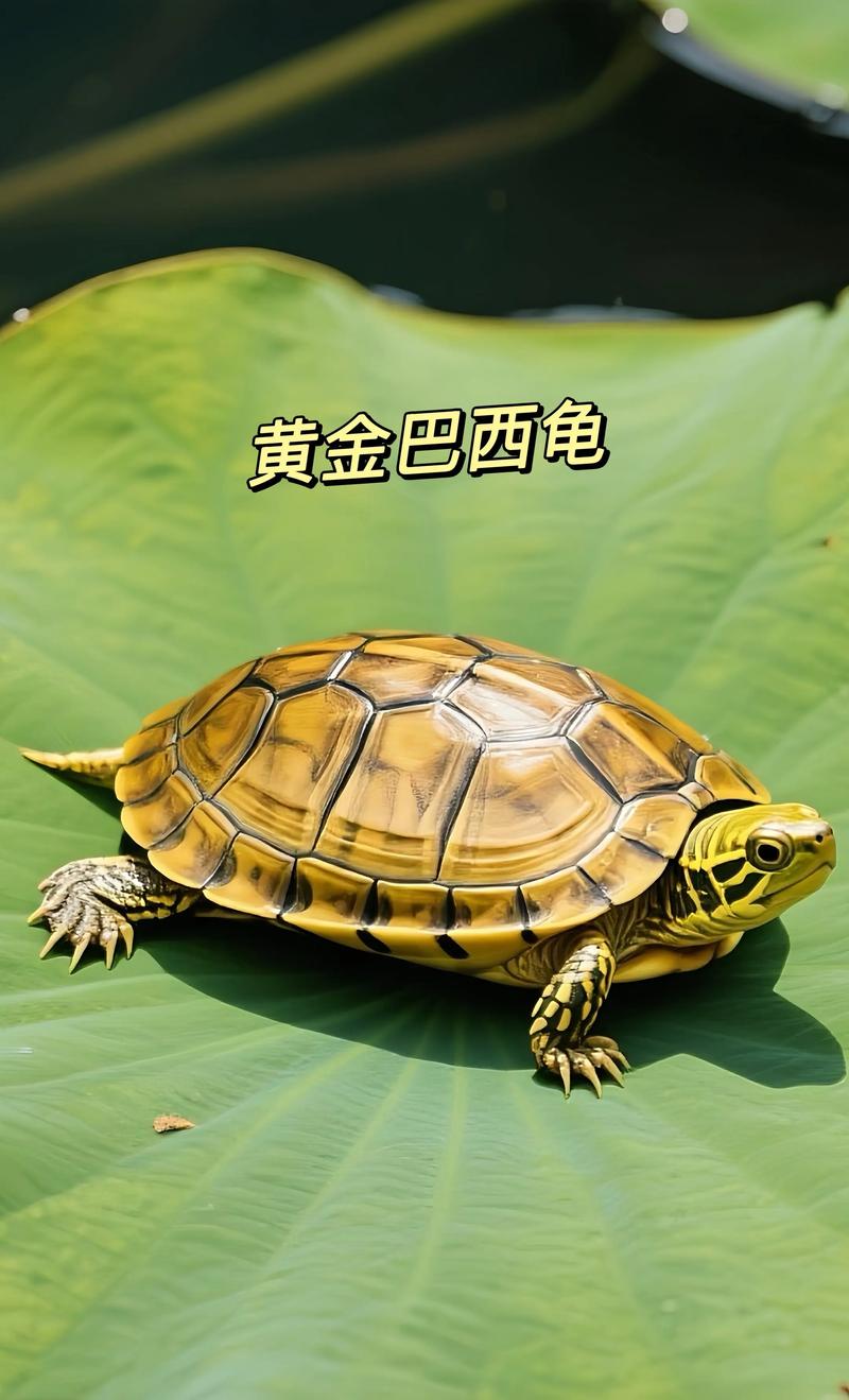 十大颜值最高的宠物龟_中华草龟黄喉拟水龟火焰龟巴西龟麝香龟地图龟圆澳龟东部箱龟缅甸陆龟