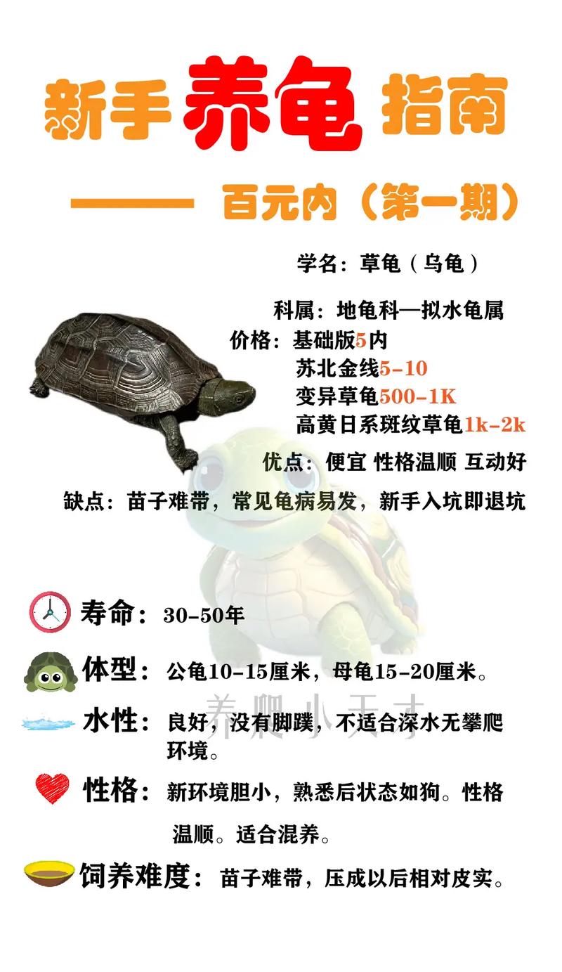 十大最耐养龟第一名_耐寒耐饿易打理