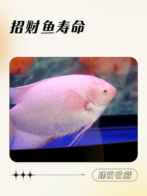 门口养鱼是吉还是凶_进门放鱼缸吉凶解析