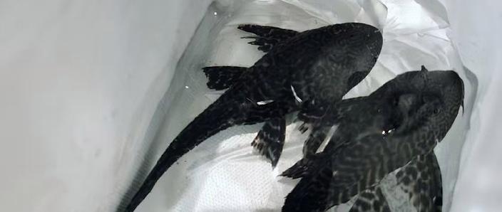 鱼缸里清道夫莫名其妙死了_水温水质食物喂食要当心