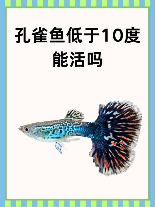 孔雀鱼是冷水鱼还是热水鱼_24-26℃要稳定 孔雀鱼是冷水鱼还是热水鱼_24-26℃要稳定