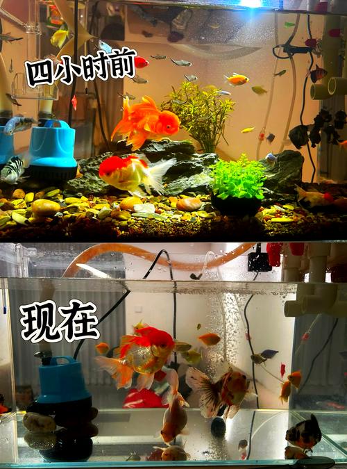 裸缸十大首选冷水鱼_养鱼乐趣多，金鱼珍珠裙，裸缸冷水鱼，心灵小寄托