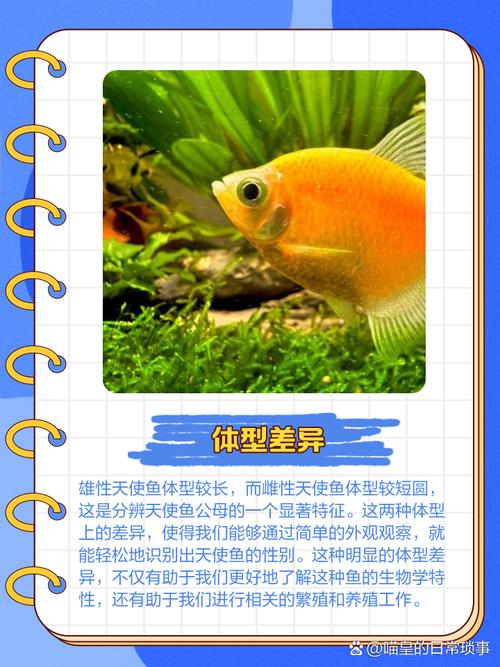 天使鱼是冷水鱼吗_天使鱼水温和喂食技巧,新手必看! 天使鱼是冷水鱼吗_天使鱼水温和喂食技巧,新手必看!