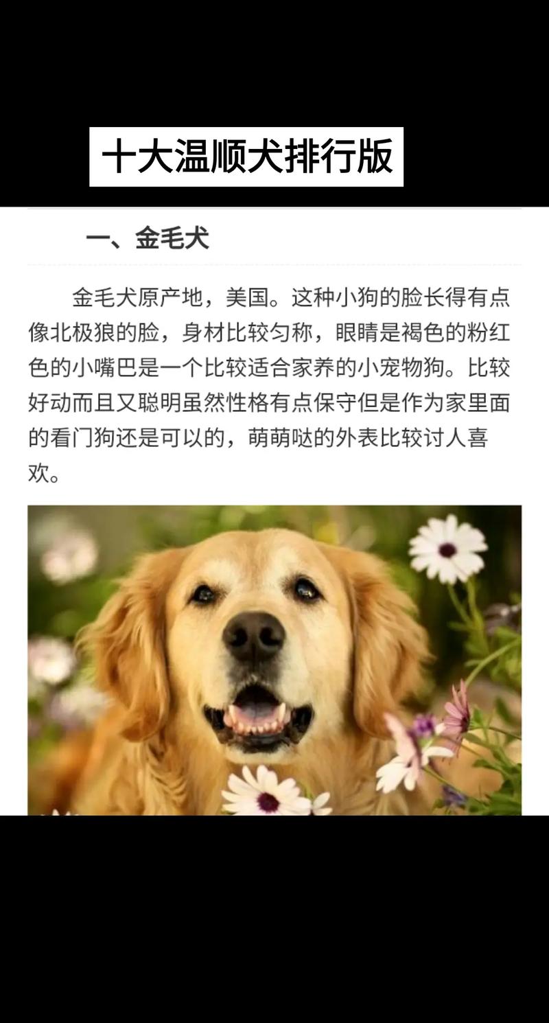 十大公认最值得养的狗_轻松养狗不麻烦？十大好养犬种推荐！