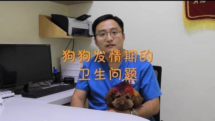 八个月的小狗会发情吗小母狗_发情期症状与注意事项