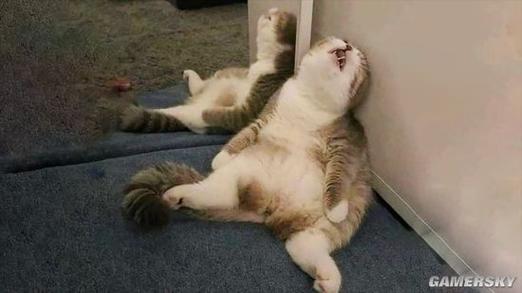 猫瘫痪了还能活多久_瘫痪猫咪寿命多久?护理好或可正常,痛苦时考虑安乐 猫瘫痪了还能活多久_瘫痪猫咪寿命多久?护理好或可正常,痛苦时考虑安乐