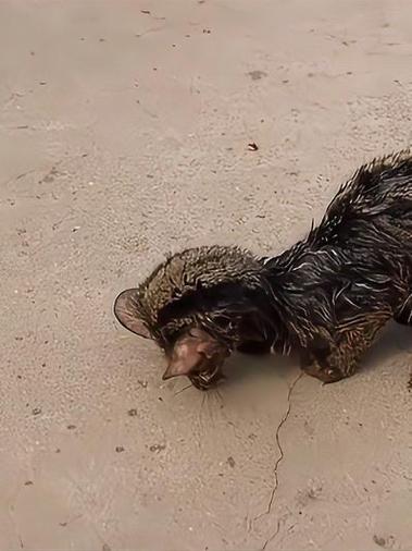 猫关笼子里浸水_绍兴男子虐猫遭游客制止，冷言关你屁事引发社会反思