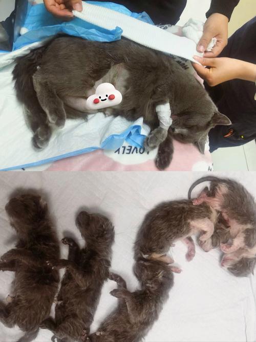 猫一个多星期没回来_猫咪失踪一周多？别慌，快扩范围贴启事找回来！