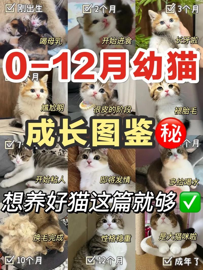 一岁的猫能养熟吗_耐心陪伴温柔待，一岁猫咪快适应