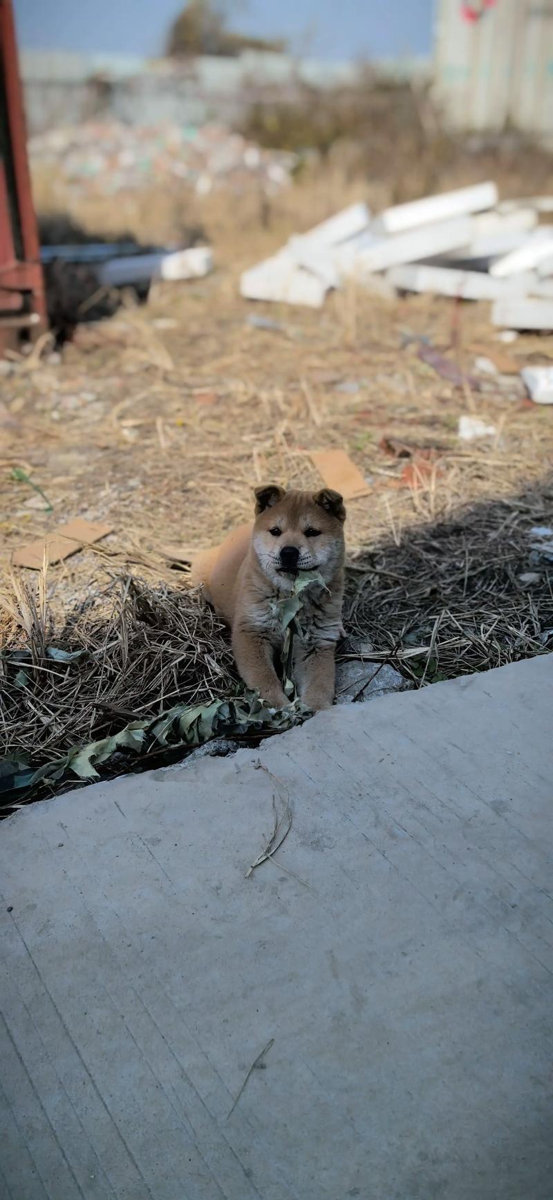 15母狗出货，犬式爬行_网络暴力下的伤痕与反思