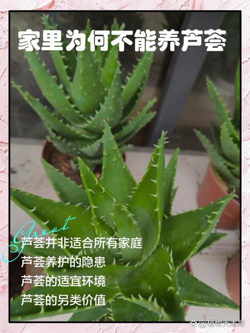 芦荟能养在卧室里会对猫有害吗_卧室植物对猫有风险,选对品种保安全 芦荟能养在卧室里会对猫有害吗_卧室植物对猫有风险,选对品种保安全