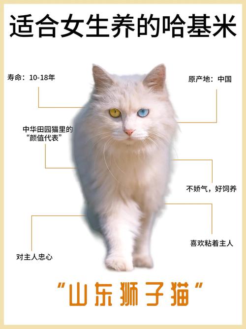 养了八年的猫算老猫吗_八岁猫变老？饮食注意多陪伴，关爱老年猫