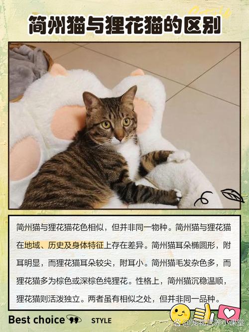 简州猫和哪个主人最亲_四耳特色加忠诚，皇家贡品今何在？