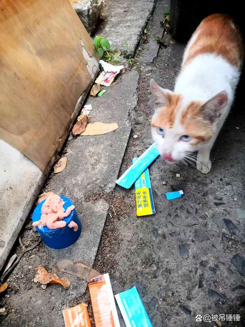 五六天不回家猫会以为你死了吗_猫不把主人久违当死亡，而是等猎手回家，消失会不安