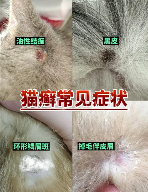 猫爬到床上会很脏吗_猫咪上床好处多,注意卫生亲密互动好 猫爬到床上会很脏吗_猫咪上床好处多,注意卫生亲密互动好