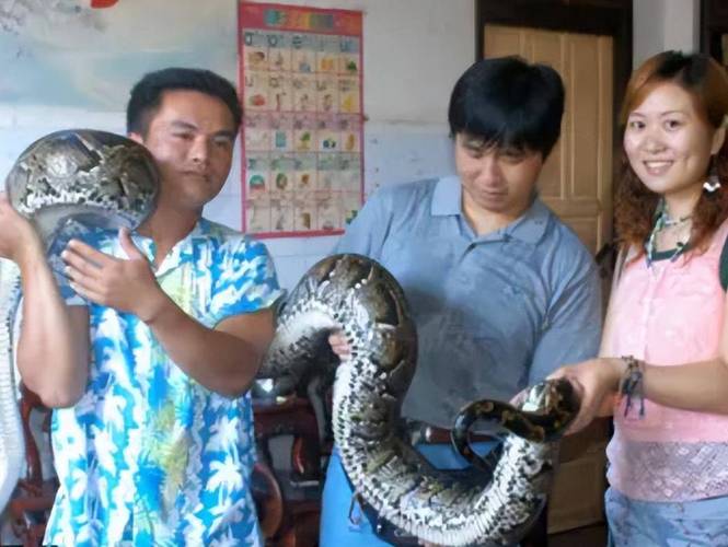 在中国养蟒蛇犯法吗_养蟒蛇违法！中国严打野生动物养殖交易，切勿触碰法律红线