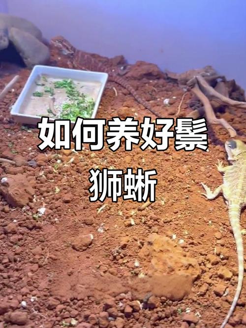 蜥蜴养殖大全_新手养蜥蜴，选豹纹守宫或蓝舌石龙子！